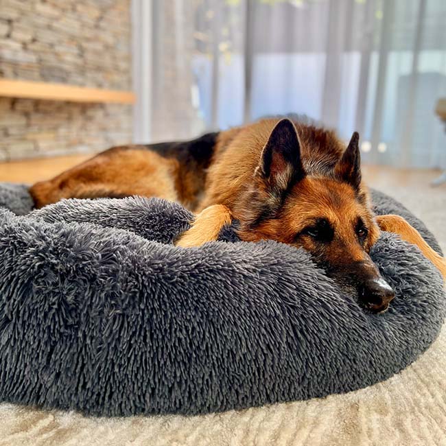 Skorter | Calming Dog Bed