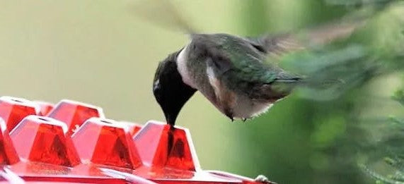 Skorter | Ant-proof Hummingbird Feeder for Outdoor Use with Hanging Perch
