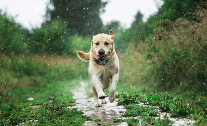 Skorter | Dog Collar No Shock