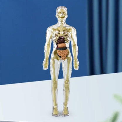 Skorter | 3D human body torso model for children anatomy model skeleton
