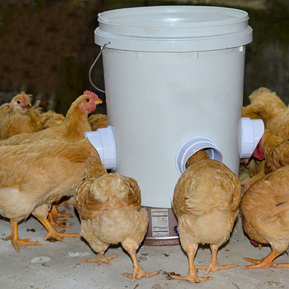 Skorter | DIY Chicken Feeder