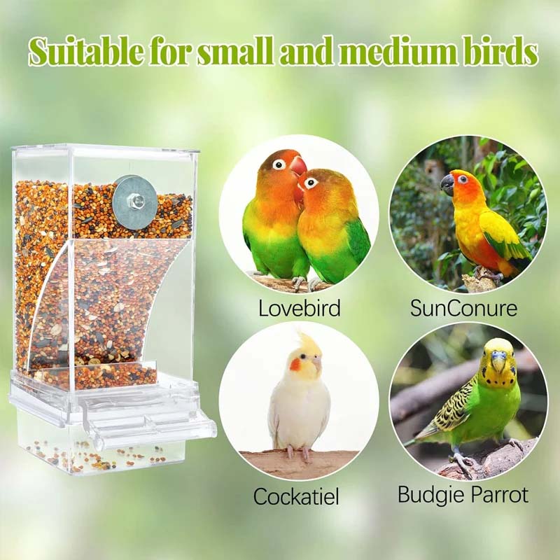 Skorter | Automatic transparent bird feeder without spills