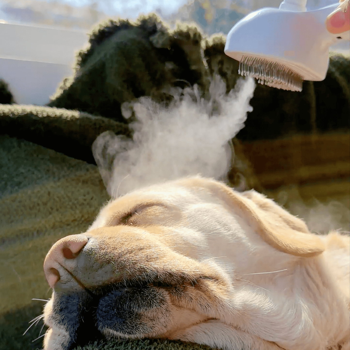 Skorter | DampfVacht Steam Brush – Gentle Care for Every Dog Coat