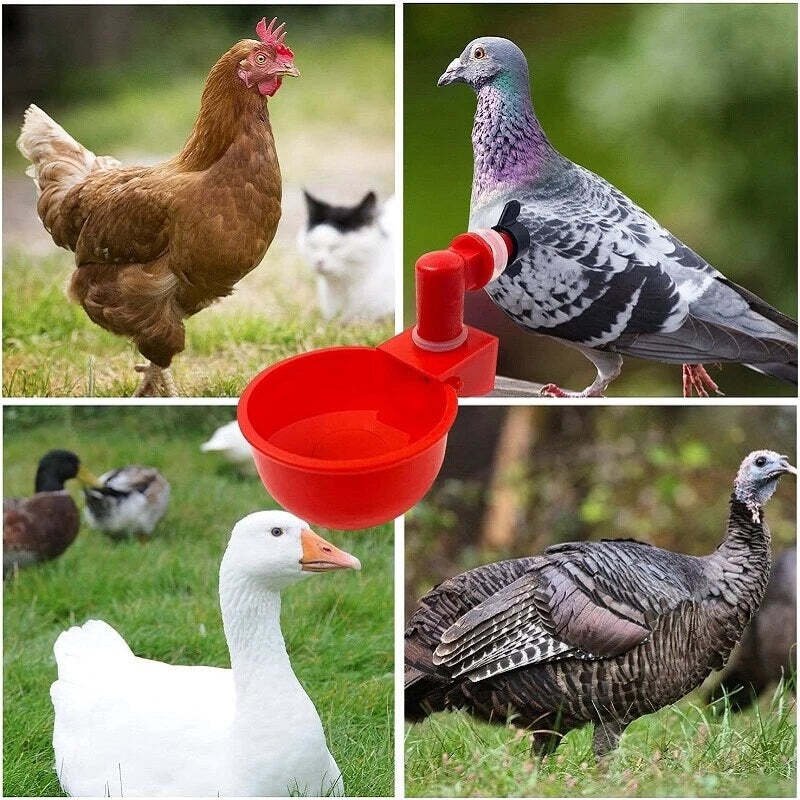 Skorter | Automatic Chicken Water Cup Bird Coop