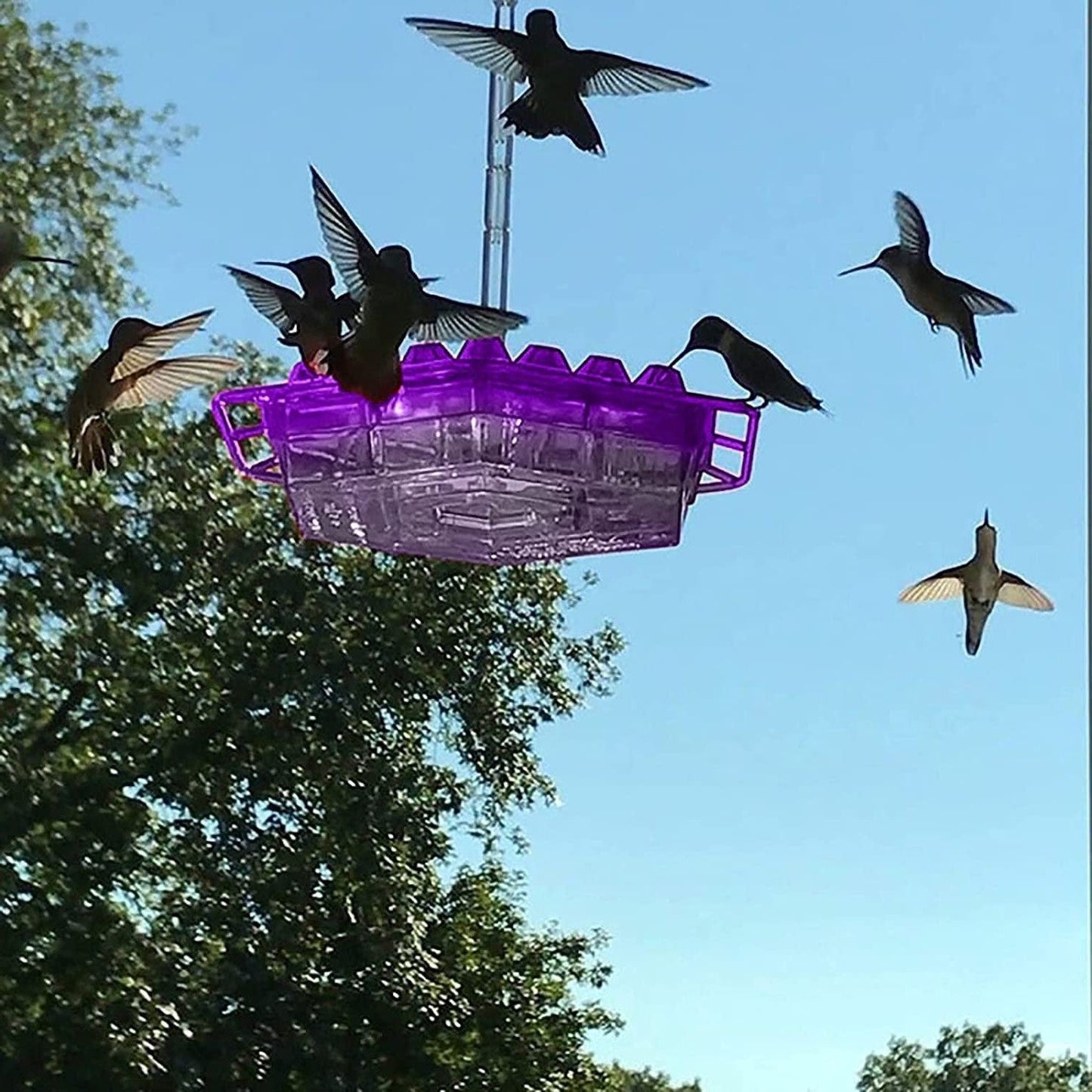 Skorter | Ant-proof Hummingbird Feeder for Outdoor Use with Hanging Perch