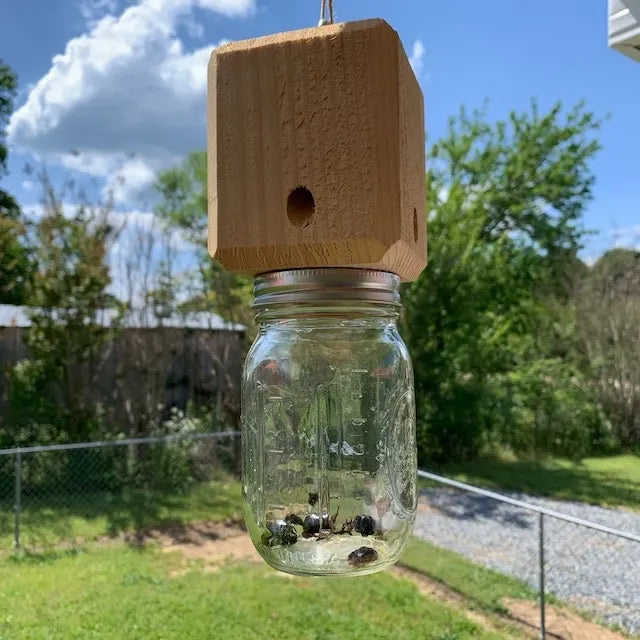 Skorter | Best Carpenter Bee Trap