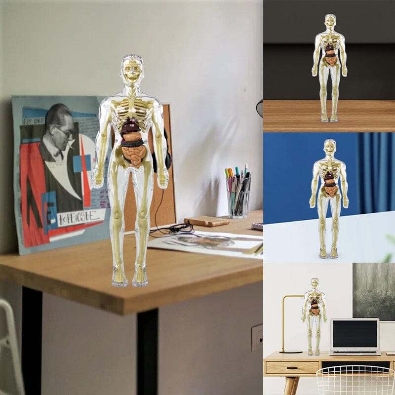 Skorter | 3D human body torso model for children anatomy model skeleton