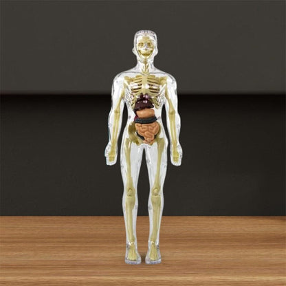 Skorter | 3D human body torso model for children anatomy model skeleton