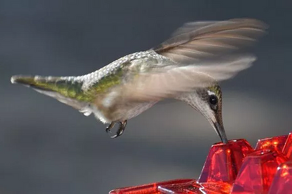 Skorter | Ant-proof Hummingbird Feeder for Outdoor Use with Hanging Perch