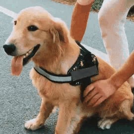Skorter | Anti Choke Dog Harness