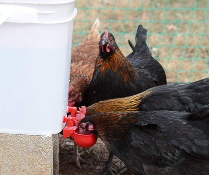 Skorter | Automatic Chicken Water Cup Bird Coop