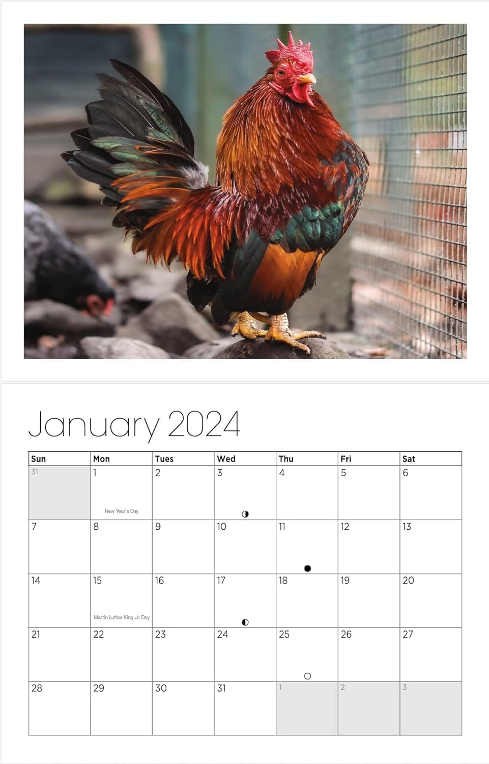 skorter | Big Cocks 2024 Wall Calendar - An Elegant Collection of Rooster Photos