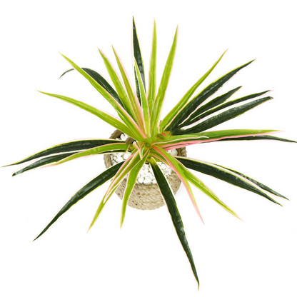 Skorter | Artificial Grass Plant – Decorative Plant for Home and Office