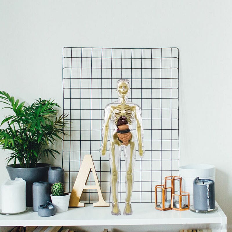 Skorter | 3D human body torso model for children anatomy model skeleton