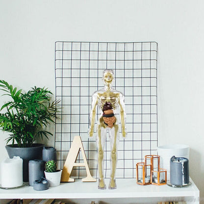 Skorter | 3D human body torso model for children anatomy model skeleton