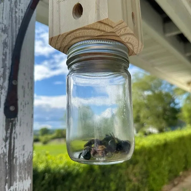 Skorter | Best Carpenter Bee Trap