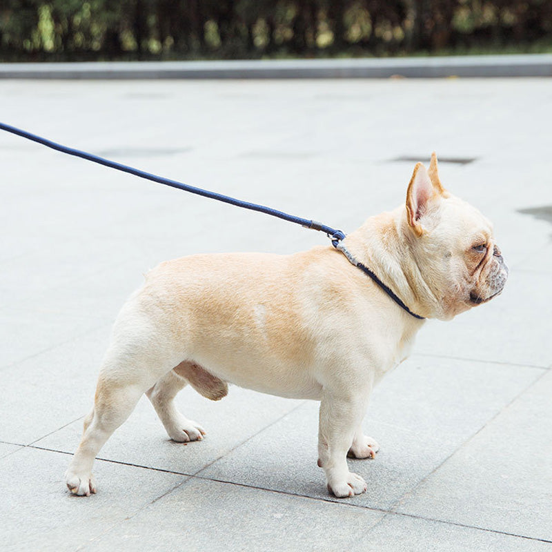 Skorter | Dog Leash