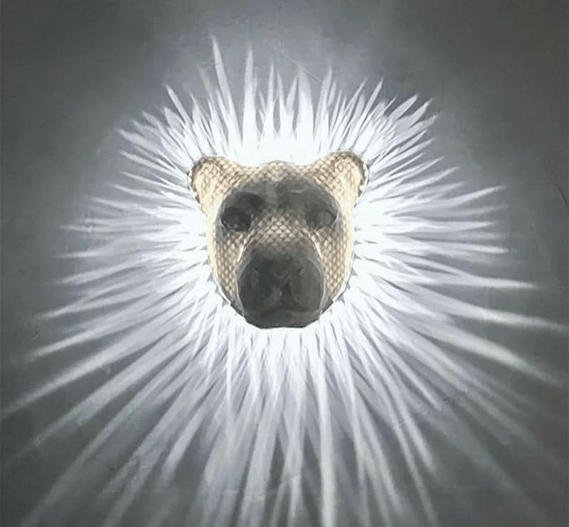Skorter | 3d Animals | Led Wall Light