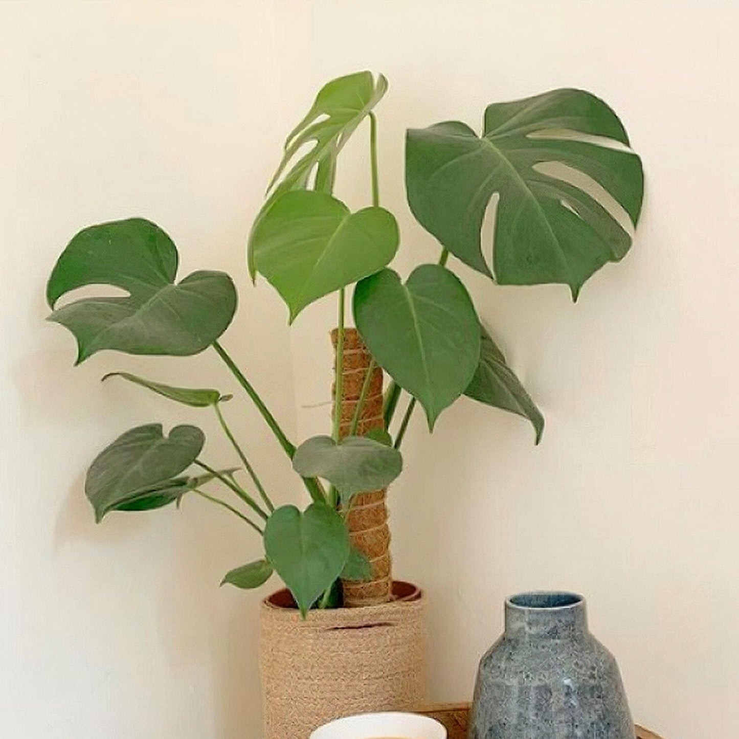 Skorter | 4-Pieces: Coco Coir Expandable Moss Pole for Climbing Plants