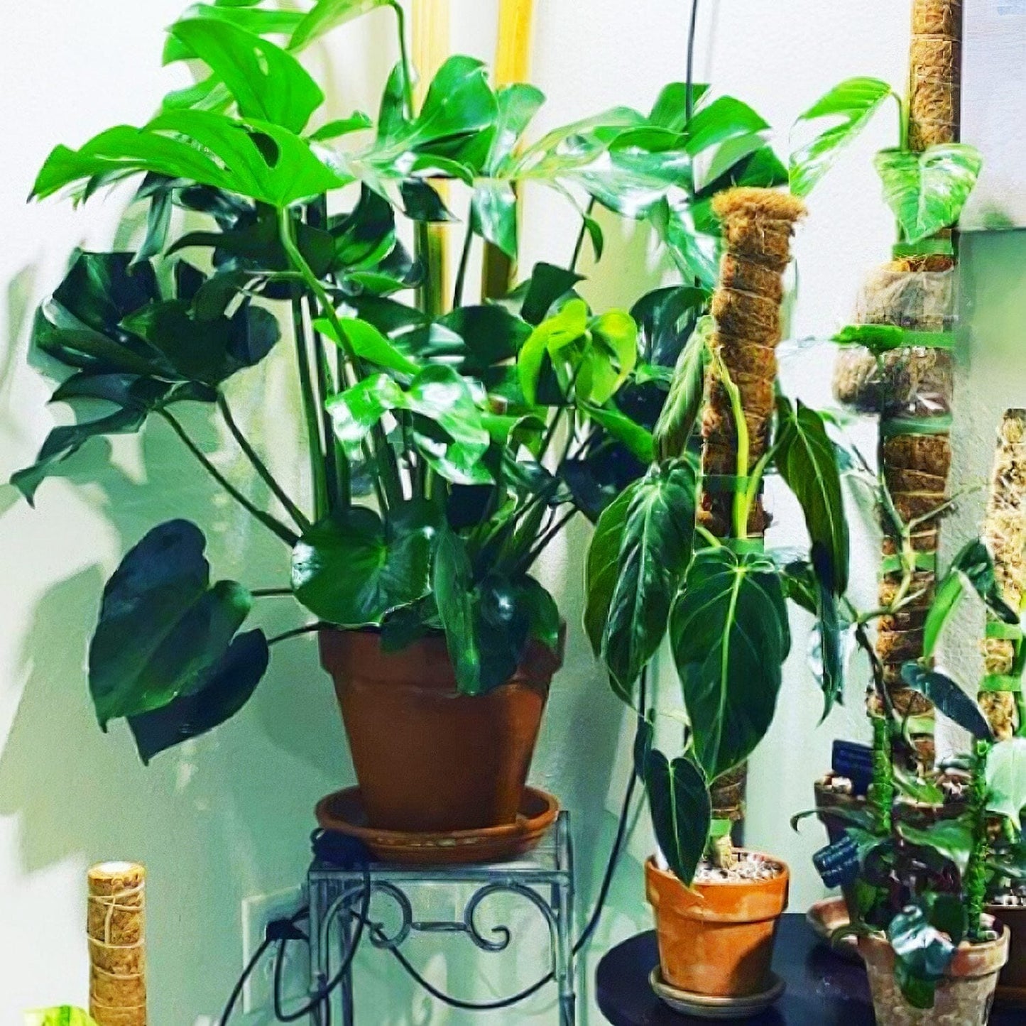 Skorter | 4-Pieces: Coco Coir Expandable Moss Pole for Climbing Plants