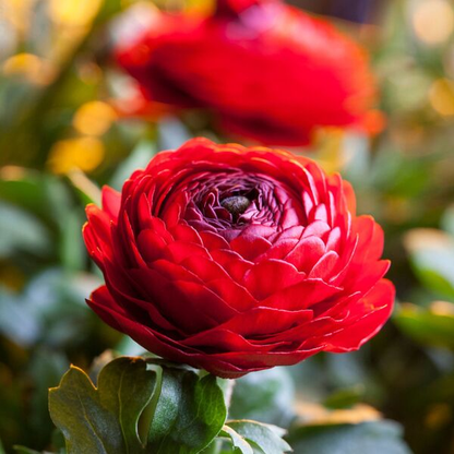 Skorter | Multicolor Ranunculus Asiaticus Bulbs