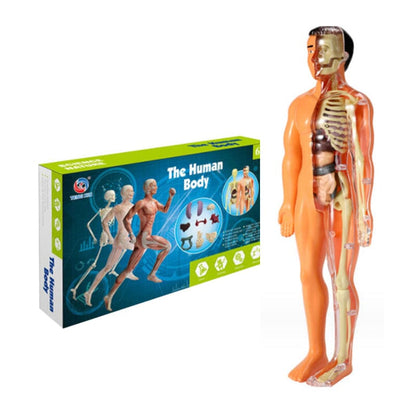Skorter | 3D human body torso model for children anatomy model skeleton