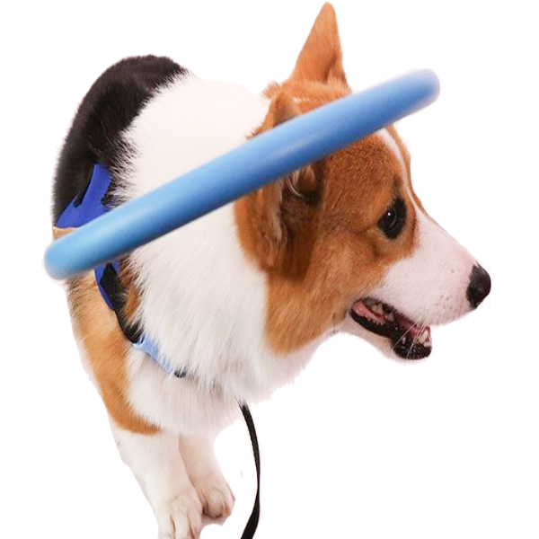 Skorter | Collar Guide For Blind Dogs Harness