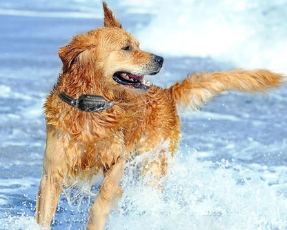 Skorter | Dog Coach Pro Training Collar – Waterproof Electronic Collar with Remote Control