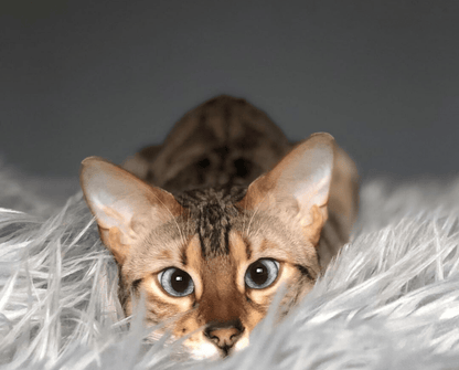 Skorter | CatNap™ Anti-Ripe & Waterproof Throw Blanket - Gray