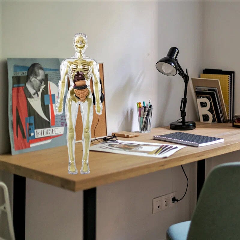 Skorter | 3D human body torso model for children anatomy model skeleton