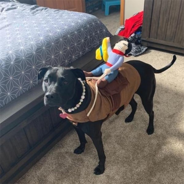 Skorter | The Cowboy Rider Dog Costume