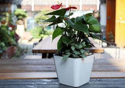 Skorter | Flower pot with irrigation system – Self-watering plant pot for indoor and outdoor use