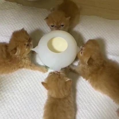 Skorter | Bite-Resistant Simulation Baby Pet Feeding Bowl