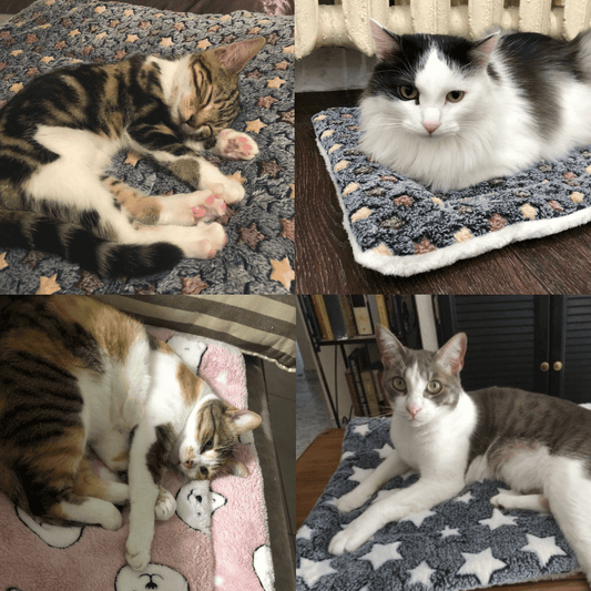 Skorter | Comfortable and Calming Cat Blanket A Variety Of Designs And Colors Are Available