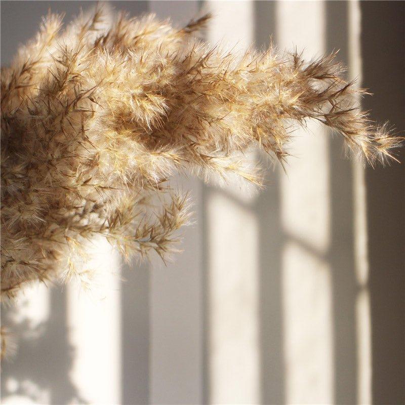 Skorter | 60 cm natural, real, brown-beige dried pampas grass bouquet │ fluffy feather for modern boho home decoration