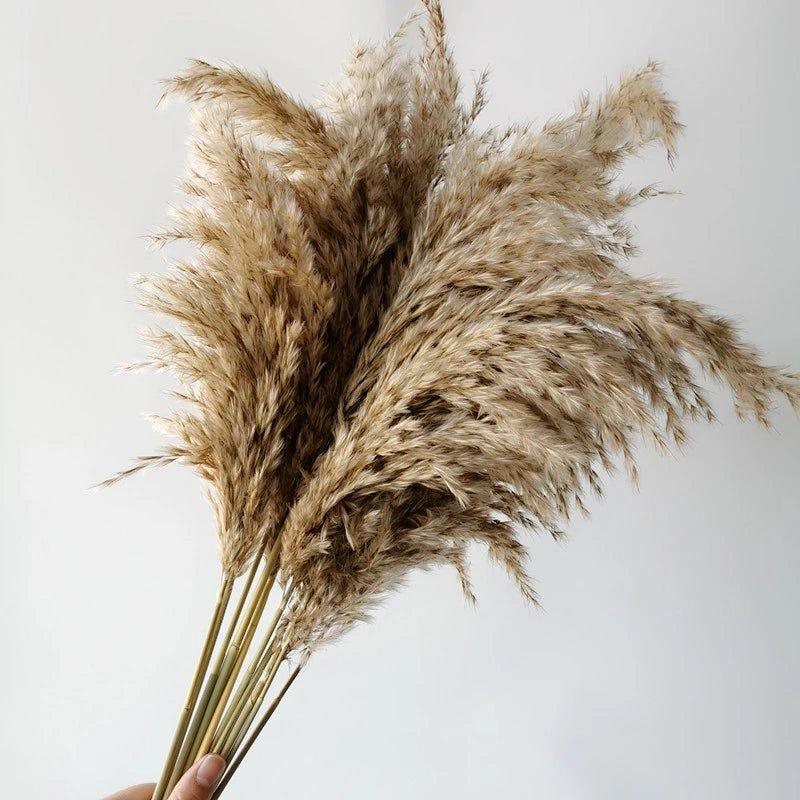 Skorter | 60 cm natural, real, brown-beige dried pampas grass bouquet │ fluffy feather for modern boho home decoration