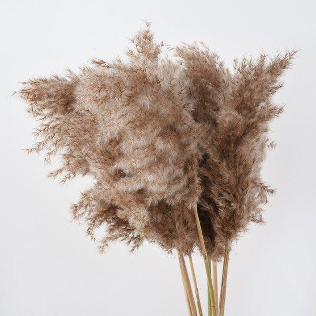 Skorter | 60 cm natural, real, brown-beige dried pampas grass bouquet │ fluffy feather for modern boho home decoration