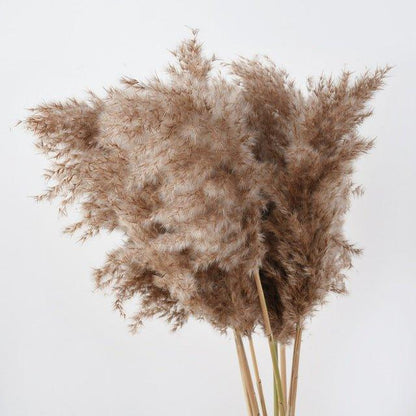 Skorter | 60 cm natural, real, brown-beige dried pampas grass bouquet │ fluffy feather for modern boho home decoration