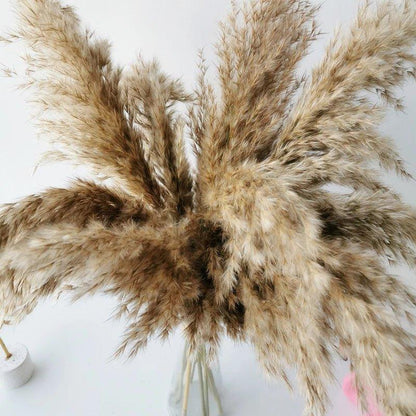 Skorter | 60 cm natural, real, brown-beige dried pampas grass bouquet │ fluffy feather for modern boho home decoration