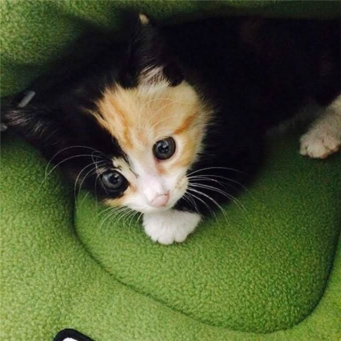 Skorter | COZYDEN - Hideaway Cave Pet Bed