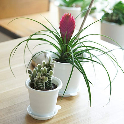 Skorter | Breathable Root Control Pot for Plants – Ideal for Healthy Growth and Optimal Aeration