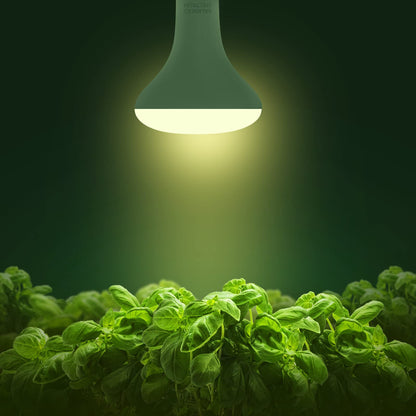 Skorter | Briignite LED Grow Light Bulbs, Full Spectrum 12W E26, 4 Pack for Indoor Plants & Hydroponics