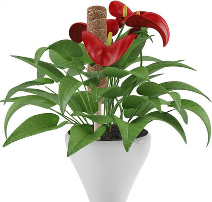 Skorter | Coconut moss stick for climbing plants – Natural climbing aid for houseplants and garden