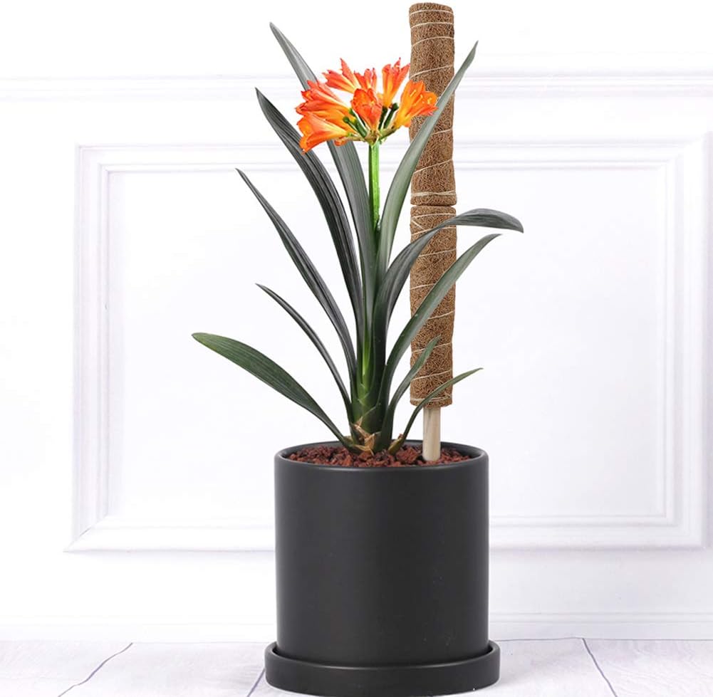 Skorter | Coconut moss stick for climbing plants – Natural climbing aid for houseplants and garden