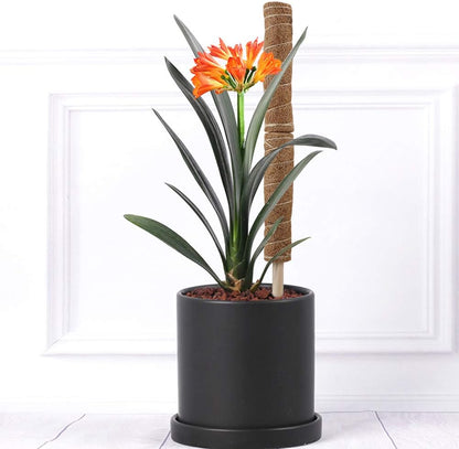 Skorter | Coconut moss stick for climbing plants – Natural climbing aid for houseplants and garden