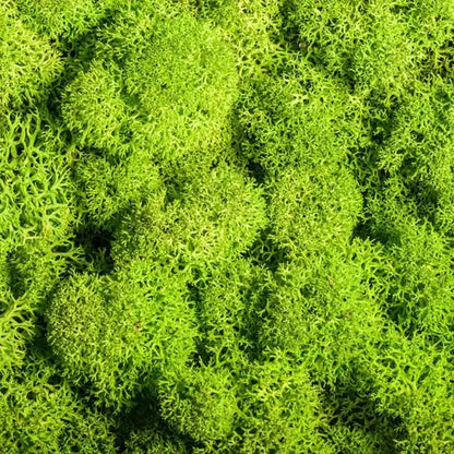 Skorter | Artificial Moss for Landscaping – Moss and Flowers for Decoration and Floristry