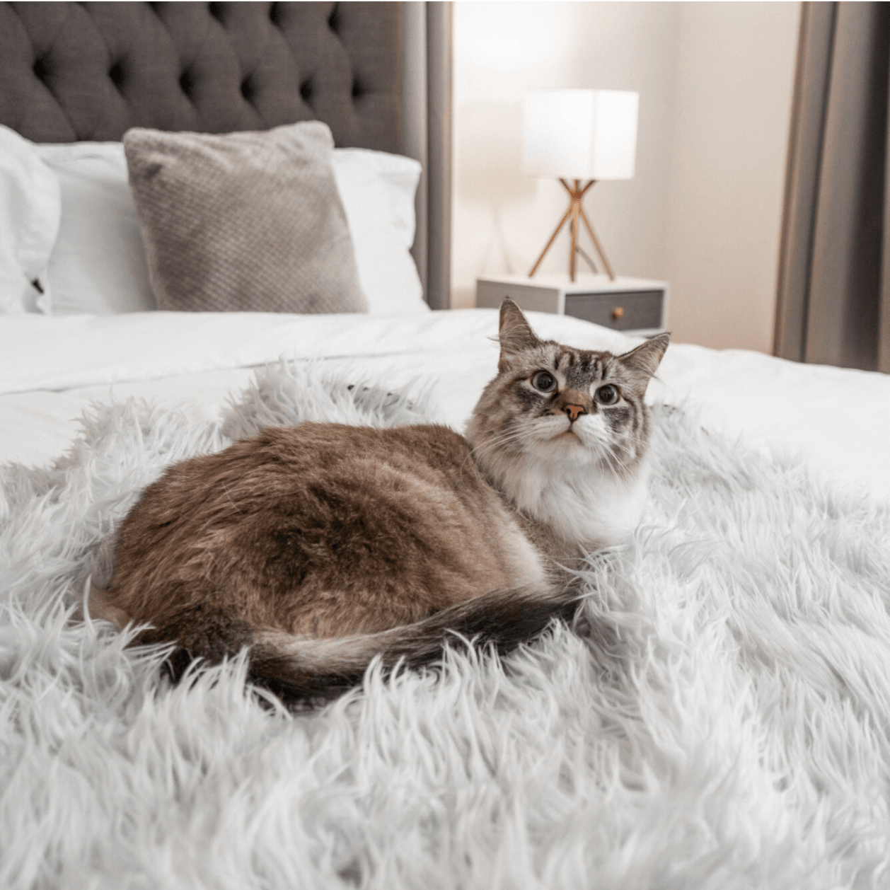 Skorter | CatNap™ Anti-Ripe & Waterproof Throw Blanket - Gray