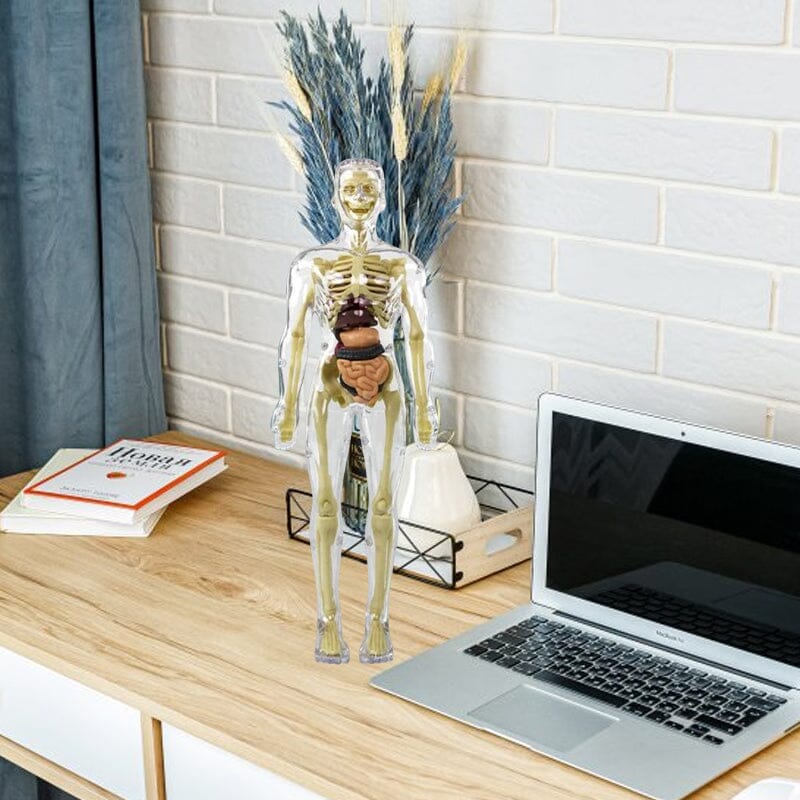 Skorter | 3D human body torso model for children anatomy model skeleton