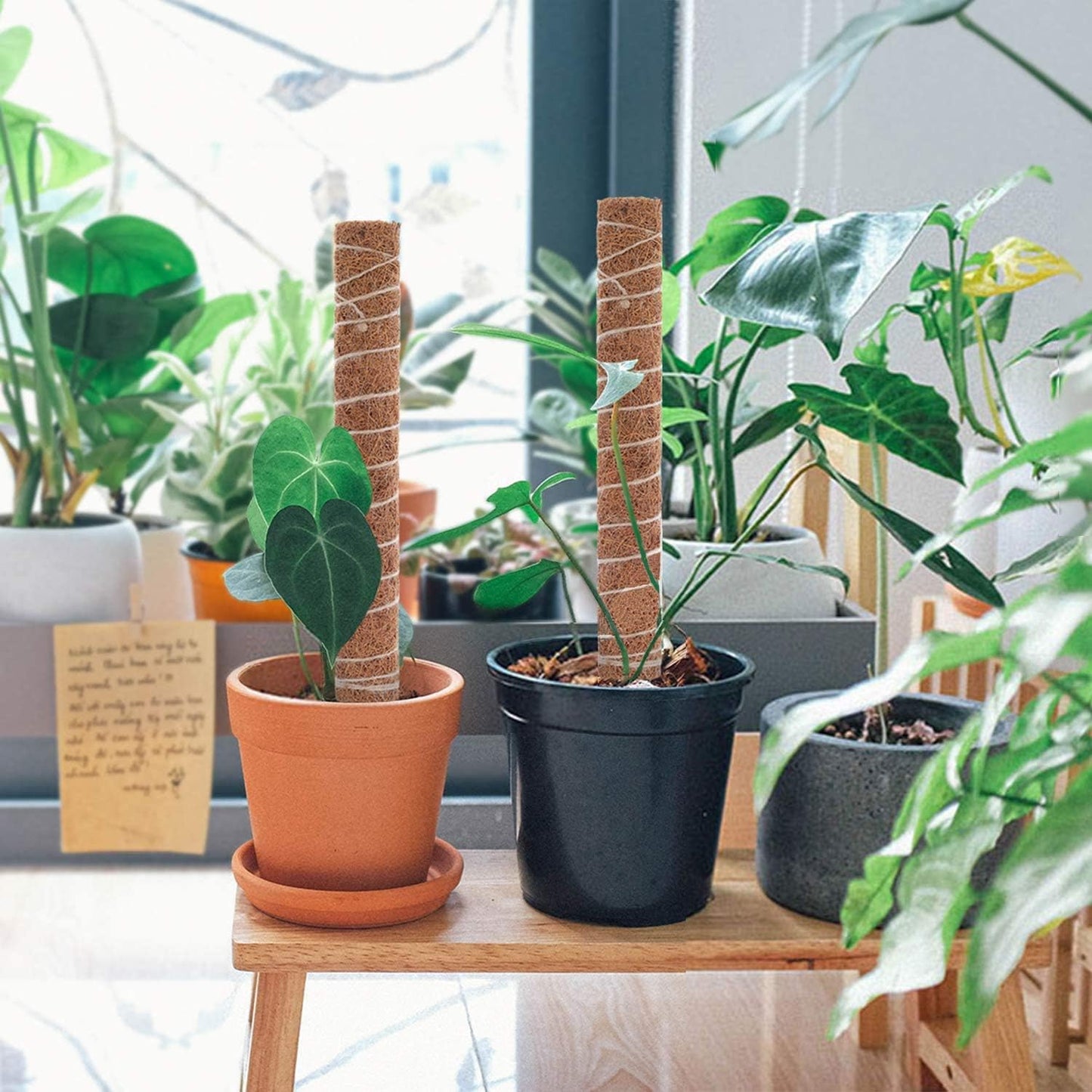 Skorter | Coconut moss stick for climbing plants – Natural climbing aid for houseplants and garden