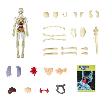 Skorter | 3D human body torso model for children anatomy model skeleton
